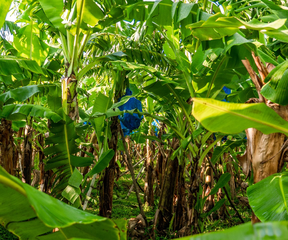 NATURE FUELS GROWTH